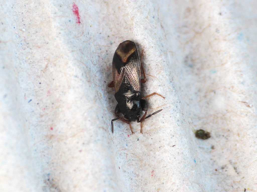 Megalonotus praetextatus - Torrimpietra (RM)